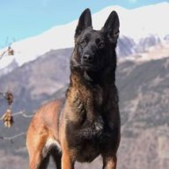 PastorMalinois