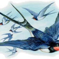 Martlet