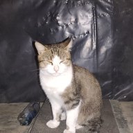littleCat