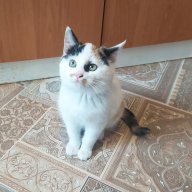 Шако