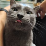 molchunok
