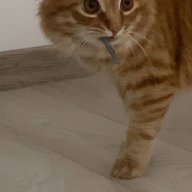 Domanya