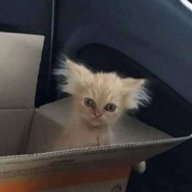 TerrorOwl