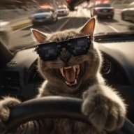 Gray_Cat