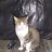 littleCat