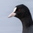 banan172